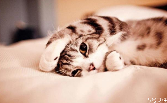 貓毛會吸進肺里嗎 貓和人一起睡的危害