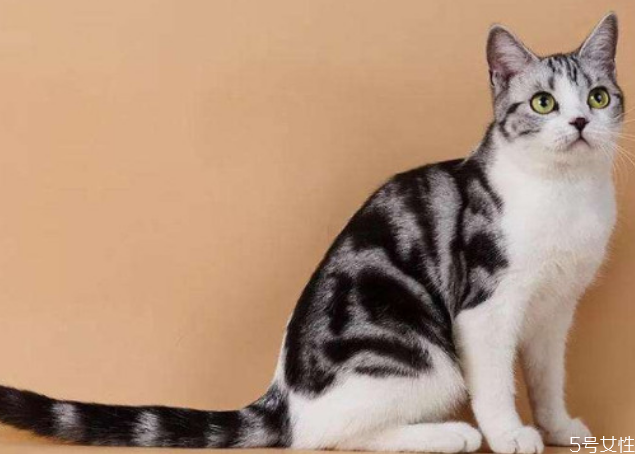 貓咪寄養(yǎng)多少錢一天 貓咪寄養(yǎng)和在家哪個好