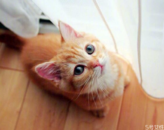 寄養(yǎng)貓咪一個月多少錢 寄養(yǎng)貓咪需要注意什么 寄養(yǎng)貓咪一個月多少錢 寄養(yǎng)貓咪需要注意什么