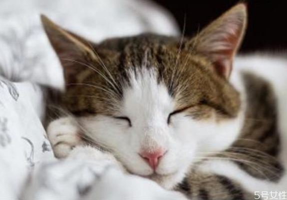 貓應(yīng)激反應(yīng)會(huì)自愈嗎 貓咪應(yīng)激反應(yīng)怎么安撫 貓應(yīng)激反應(yīng)會(huì)自愈嗎 貓咪應(yīng)激反應(yīng)怎么安撫