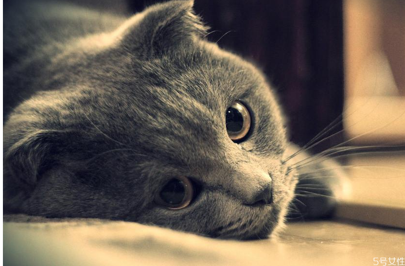 貓坐車一直張嘴喘氣 貓咪坐車張嘴怎么緩解 貓坐車一直張嘴喘氣 貓咪坐車張嘴怎么緩解