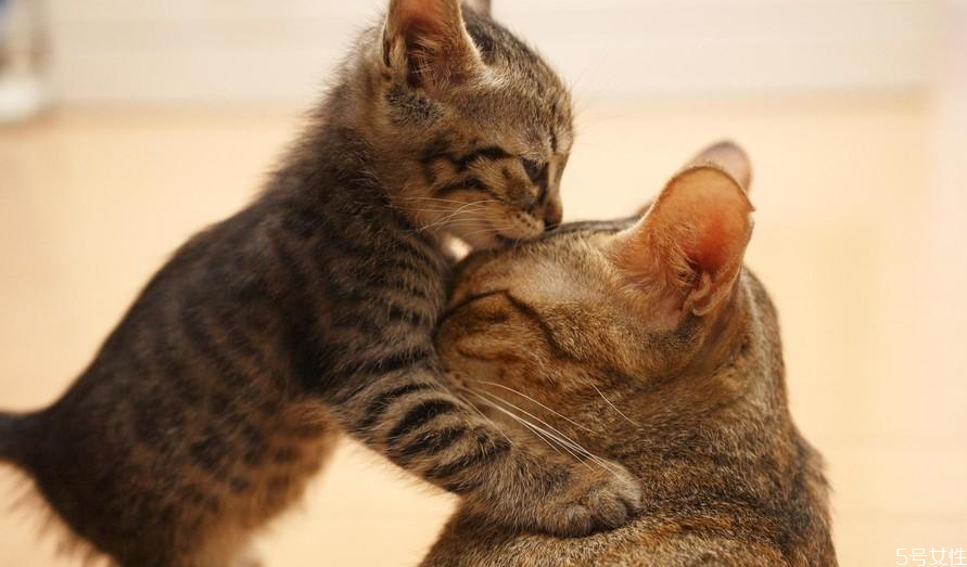 貓坐車一直張嘴喘氣 貓咪坐車張嘴怎么緩解 貓坐車一直張嘴喘氣 貓咪坐車張嘴怎么緩解