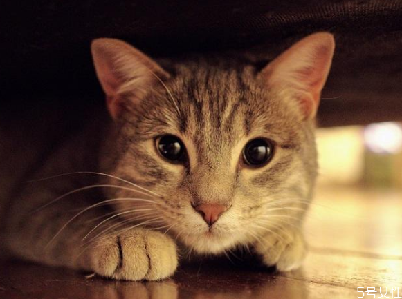 買不起貓砂用什么代替 教你怎樣自制貓砂 買不起貓砂用什么代替 教你怎樣自制貓砂