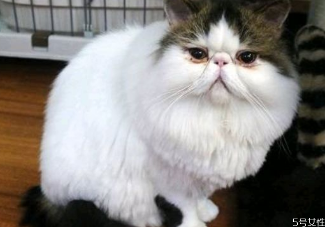 貓眼屎要每天清理嗎 貓怎么清理眼屎 貓眼屎要每天清理嗎 貓怎么清理眼屎