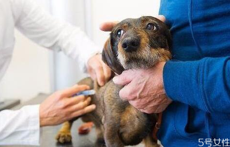 狗狗怎么訓(xùn)練才聽(tīng)話(huà) 訓(xùn)練狗狗離開(kāi)主人不叫