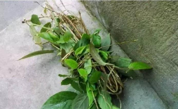 雞屎藤治療痛風(fēng)怎么用 雞屎藤治療痛風(fēng)方子分享 雞屎藤治療痛風(fēng)怎么用 雞屎藤治療痛風(fēng)方子分享