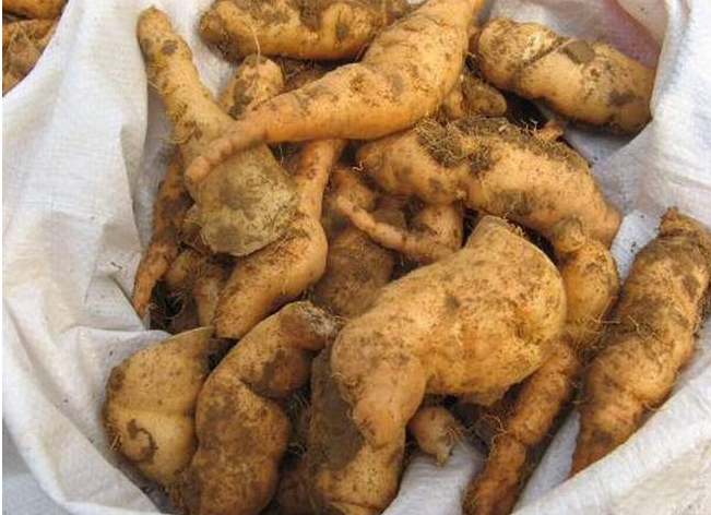 鮮地黃的功效與作用 鮮地黃有什么功效與作用 鮮地黃的功效與作用 鮮地黃有什么功效與作用