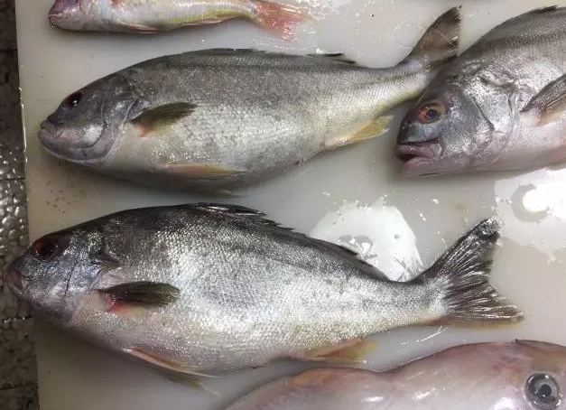 石九公魚的功效與作用 石九公魚多少錢一斤 石九公魚的功效與作用 石九公魚多少錢一斤