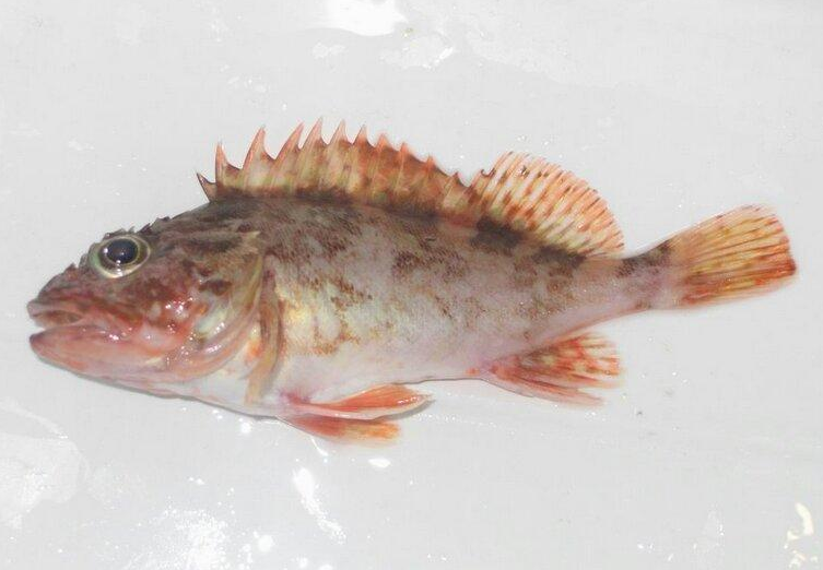 石九公魚的功效與作用 石九公魚多少錢一斤 石九公魚的功效與作用 石九公魚多少錢一斤