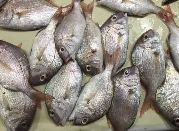 石九公魚的功效與作用 石九公魚多少錢一斤 石九公魚的功效與作用 石九公魚多少錢一斤