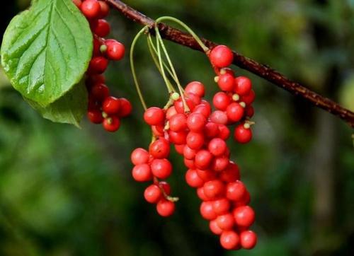 五味子的副作用與禁忌 五味子的功效與作用及禁忌 五味子的副作用與禁忌 五味子的功效與作用及禁忌