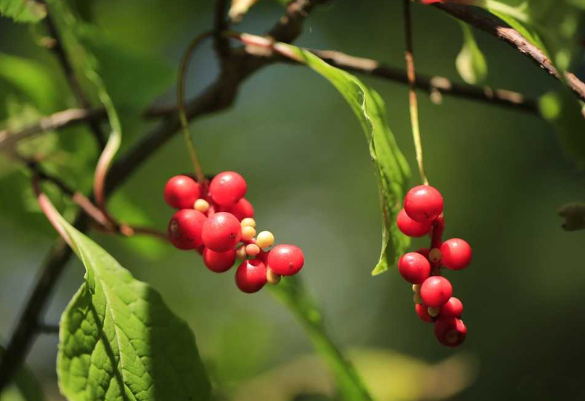 五味子的副作用與禁忌 五味子的功效與作用及禁忌 五味子的副作用與禁忌 五味子的功效與作用及禁忌