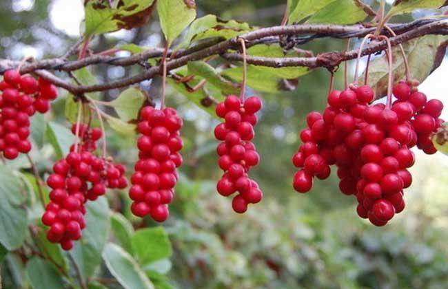 五味子的副作用與禁忌 五味子的功效與作用及禁忌 五味子的副作用與禁忌 五味子的功效與作用及禁忌