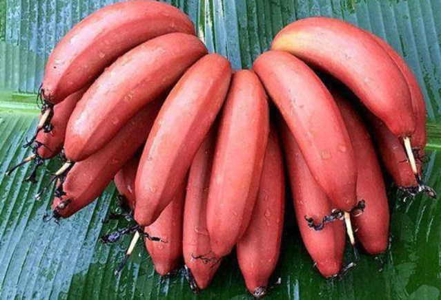 紅香蕉硬硬的是不是沒熟 紅香蕉怎樣催熟 紅香蕉硬硬的是不是沒熟 紅香蕉怎樣催熟