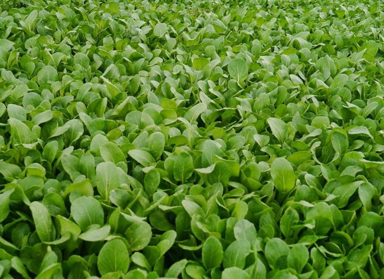 雞毛菜和小青菜有什么區(qū)別 雞毛菜和青菜的區(qū)別 雞毛菜和小青菜有什么區(qū)別 雞毛菜和青菜的區(qū)別