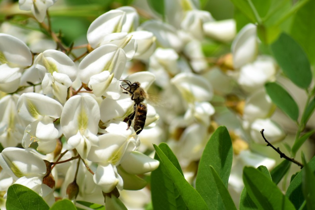 洋槐花放冰箱一年能吃嗎 洋槐花怎么保存時(shí)間長 洋槐花放冰箱一年能吃嗎 洋槐花怎么保存時(shí)間長