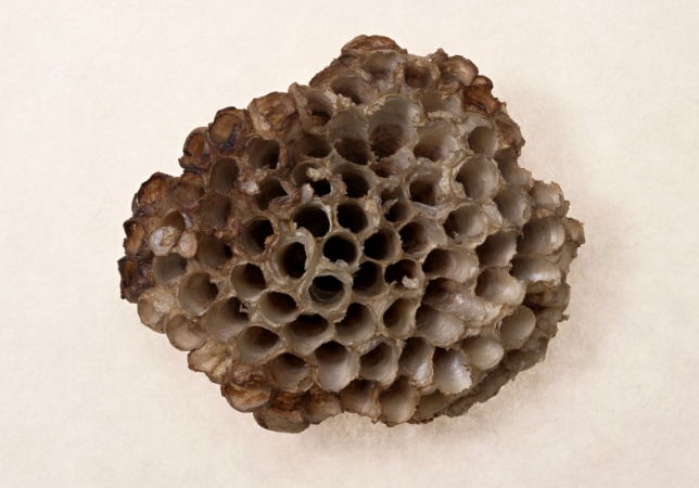 馬蜂窩泡酒有什么功效 馬蜂窩泡酒的功效和作用 馬蜂窩泡酒有什么功效 馬蜂窩泡酒的功效和作用