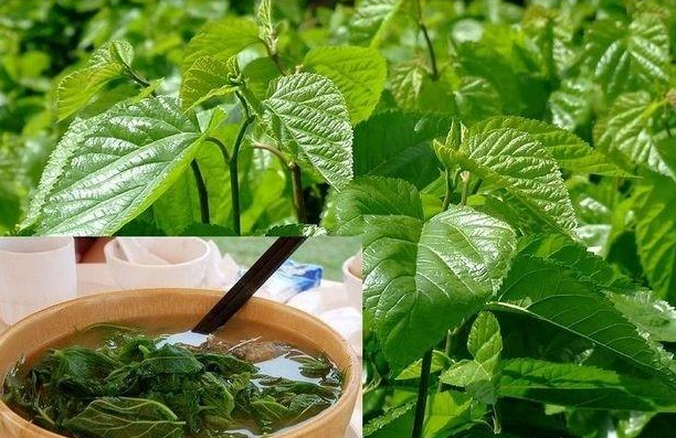 喝桑葉茶能減肥嗎?有什么副作用？