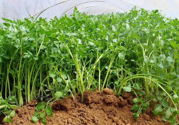 小葉芹怎么做好吃 小葉芹野菜有毒嗎 小葉芹怎么做好吃 小葉芹野菜有毒嗎