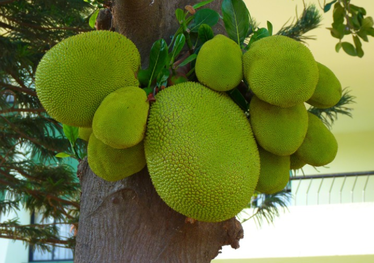 菠蘿蜜吃多了會上火嗎 吃菠蘿蜜的7大禁忌 菠蘿蜜吃多了會上火嗎 吃菠蘿蜜的7大禁忌