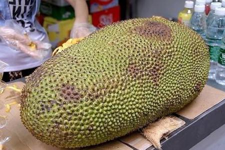 菠蘿蜜籽怎么煮需要煮多久才能吃 菠蘿蜜籽怎么煮需要煮多久才能吃