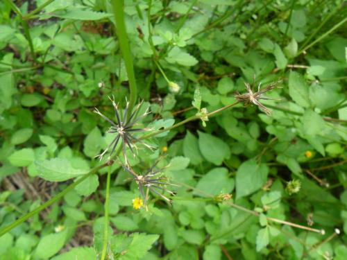 鬼針草的功效與作用,鬼針草的副作用