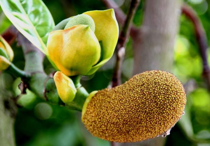 菠蘿蜜籽可以吃嗎?菠蘿蜜籽怎么吃 菠蘿蜜籽可以吃嗎?菠蘿蜜籽怎么吃