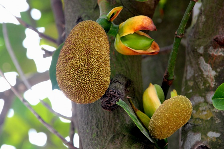 菠蘿蜜籽可以吃嗎?菠蘿蜜籽怎么吃 菠蘿蜜籽可以吃嗎?菠蘿蜜籽怎么吃