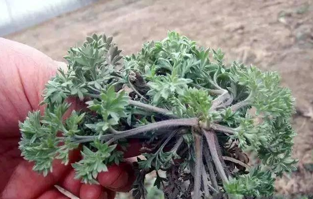 茵陳幾月份采摘最好 茵陳咆水喝有什么好處 茵陳幾月份采摘最好 茵陳咆水喝有什么好處