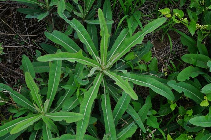 苣荬菜的功效與作用 苣荬菜的食用方法 苣荬菜的功效與作用 苣荬菜的食用方法