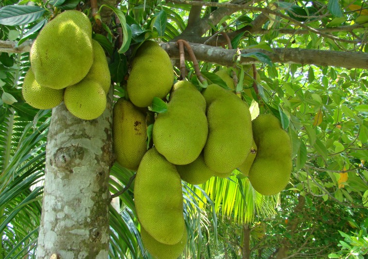 菠蘿蜜吃多了會上火嗎 吃菠蘿蜜的7大禁忌 菠蘿蜜吃多了會上火嗎 吃菠蘿蜜的7大禁忌