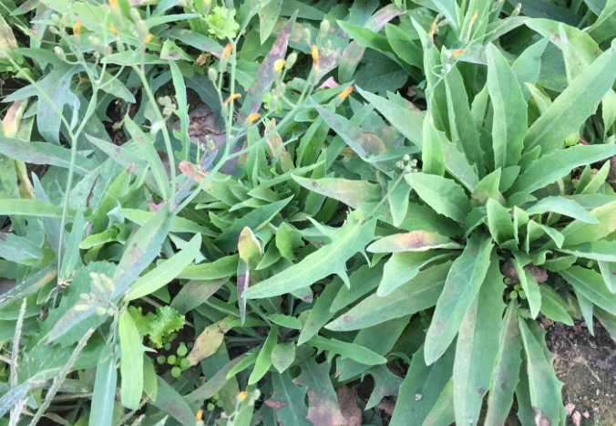 苣荬菜的功效與作用 苣荬菜的食用方法 苣荬菜的功效與作用 苣荬菜的食用方法