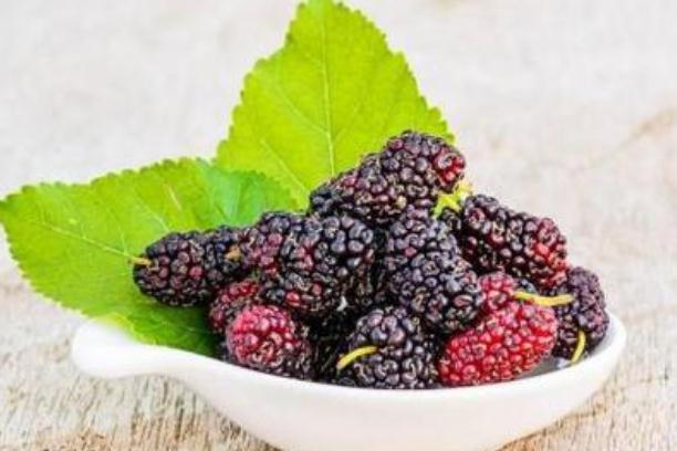 桑葚有幾種品種 桑葚有毛能不能吃 桑葚有幾種品種 桑葚有毛能不能吃