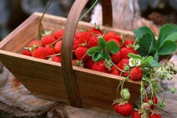 草莓可以放多久 草莓可以多吃嗎 草莓可以放多久 草莓可以多吃嗎