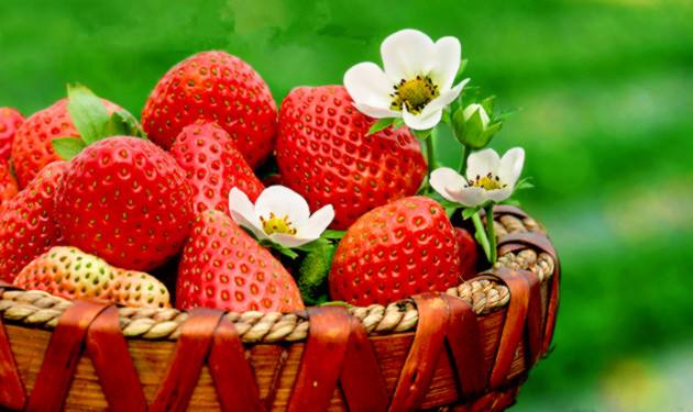 吃草莓減肥還是發(fā)胖 吃草莓會(huì)長(zhǎng)胖嗎 吃草莓減肥還是發(fā)胖 吃草莓會(huì)長(zhǎng)胖嗎