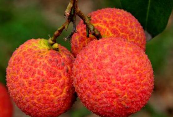 荔枝肉熱量高嗎 吃荔枝肉會(huì)胖嗎 荔枝肉熱量高嗎 吃荔枝肉會(huì)胖嗎