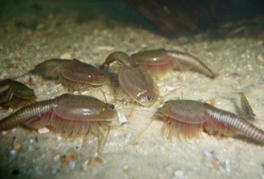 三眼恐龍蝦能吃嗎 三眼恐龍蝦多少錢一只 三眼恐龍蝦能吃嗎 三眼恐龍蝦多少錢一只