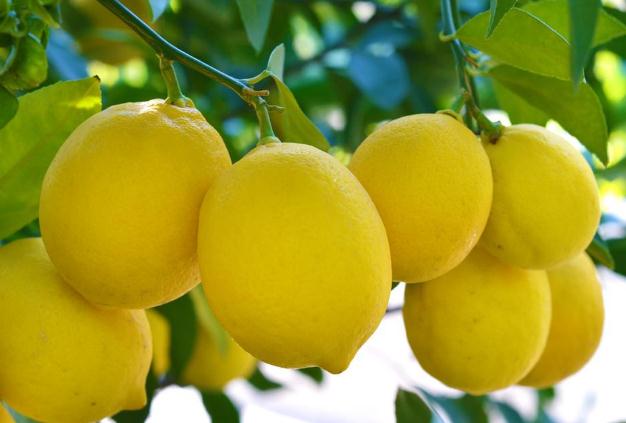 吃檸檬可以去痘痘嗎 吃檸檬可以淡斑嗎 吃檸檬可以去痘痘嗎 吃檸檬可以淡斑嗎