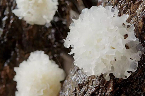 銀耳不出膠是怎么回事 銀耳不出膠是假銀耳嗎