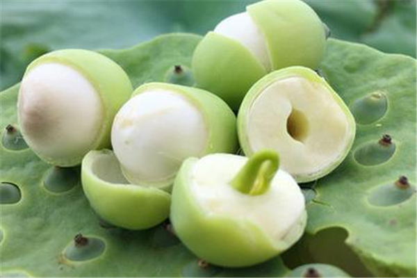 蓮子治療失眠嗎 蓮子怎么做治療失眠 蓮子治療失眠嗎 蓮子怎么做治療失眠