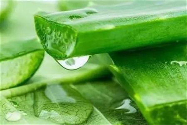 蘆薈灌膚會過敏嗎 蘆薈灌膚真的有用嗎 蘆薈灌膚會過敏嗎 蘆薈灌膚真的有用嗎