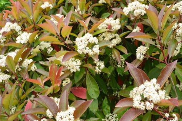 石楠花為什么要種在學(xué)校 石楠花為什么是精子味