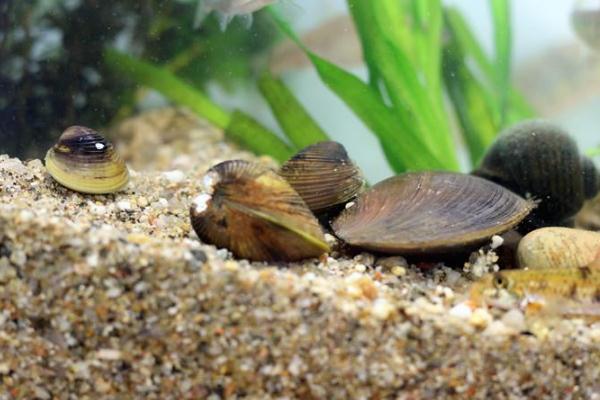 河蚌肉有寄生蟲(chóng)嗎 河蚌肉可以生吃嗎