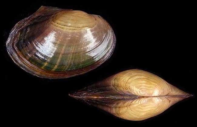 河蚌肉有寄生蟲(chóng)嗎 河蚌肉可以生吃嗎