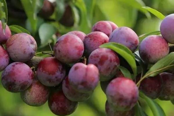 李子有點酸放放會好點嗎 沒熟的酸李子能吃嗎 李子有點酸放放會好點嗎 沒熟的酸李子能吃嗎