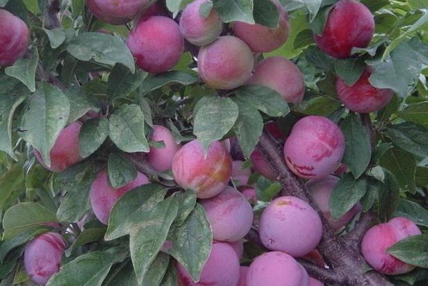 李子有點酸放放會好點嗎 沒熟的酸李子能吃嗎 李子有點酸放放會好點嗎 沒熟的酸李子能吃嗎