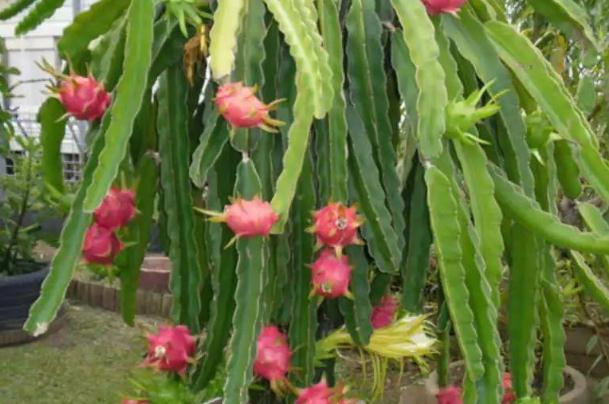 吃火龍果有什么好處 吃火龍果有助于排便嗎 吃火龍果有什么好處 吃火龍果有助于排便嗎