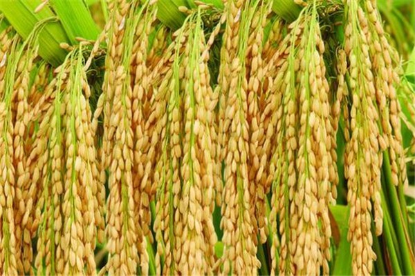 袁隆平超級雜交水稻移栽沖擊世界紀錄 雜交水稻原理