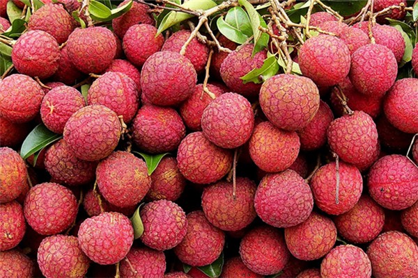 荔枝含酒精嗎 荔枝不適合什么人群吃 荔枝含酒精嗎 荔枝不適合什么人群吃