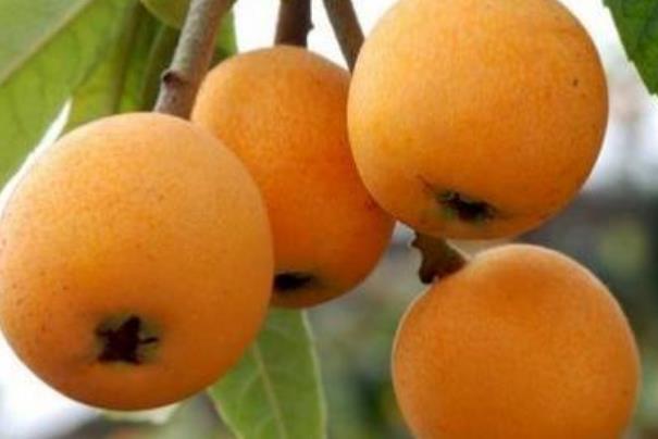 枇杷是幾月份成熟的 枇杷什么時候出現(xiàn)在市面上